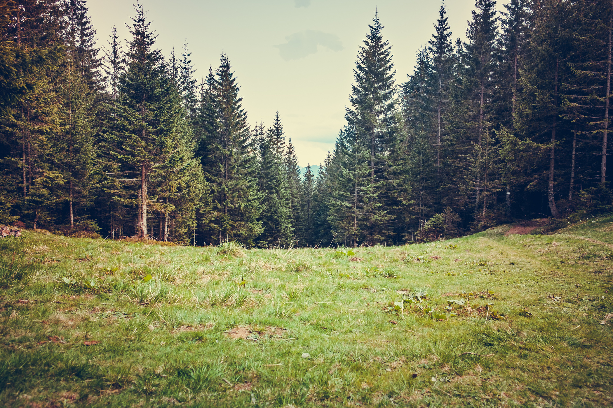 Pine tree forrest