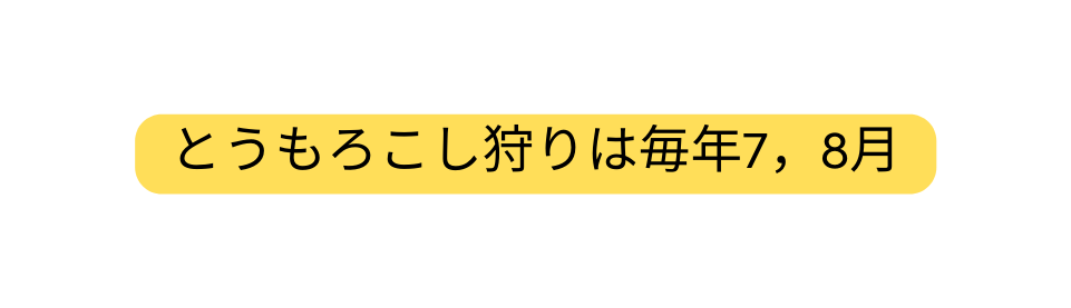 とうもろこし狩りは毎年7 8月